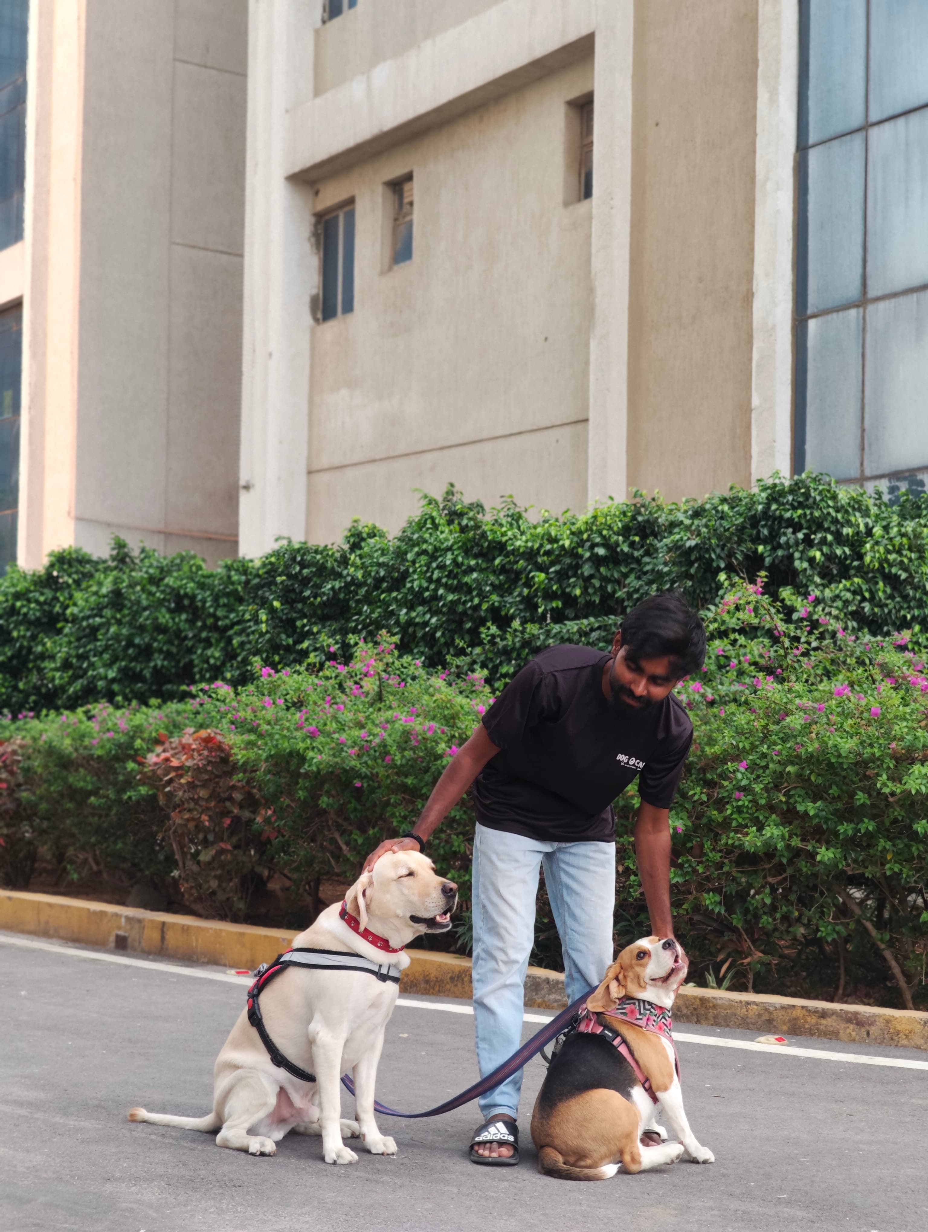 Dog care service - 4