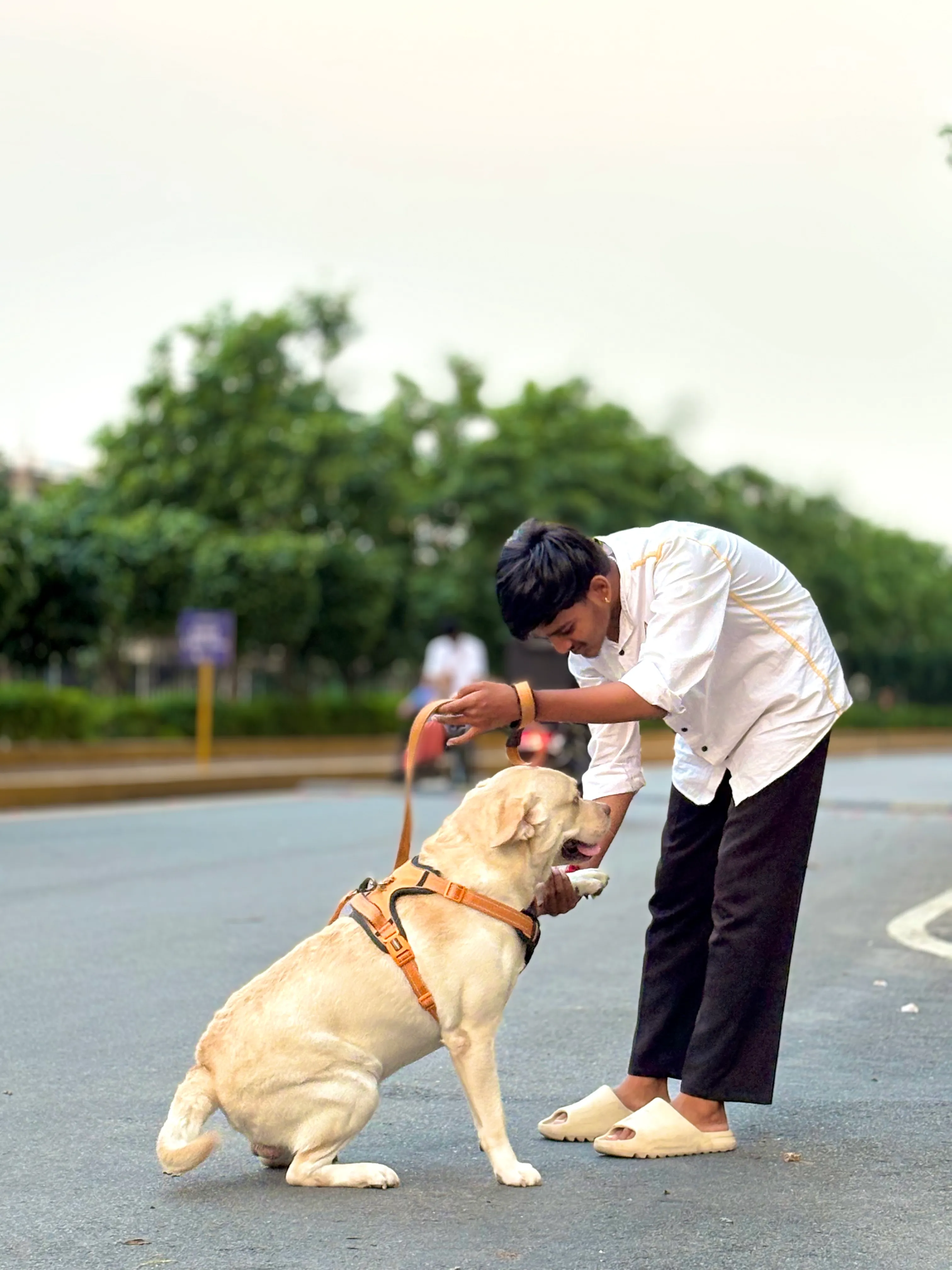Dog care service - image_001