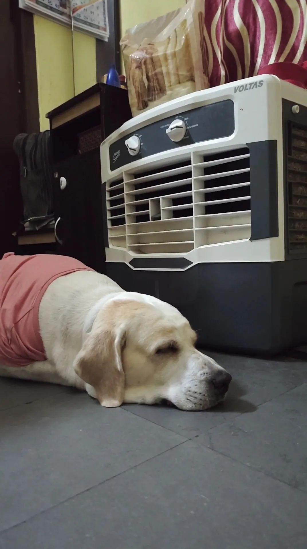 Dog care service - image_002