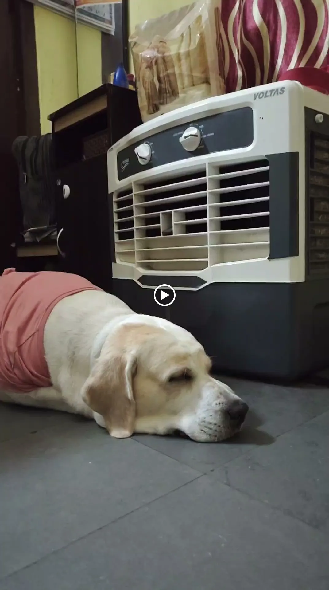 Dog care service - image_008