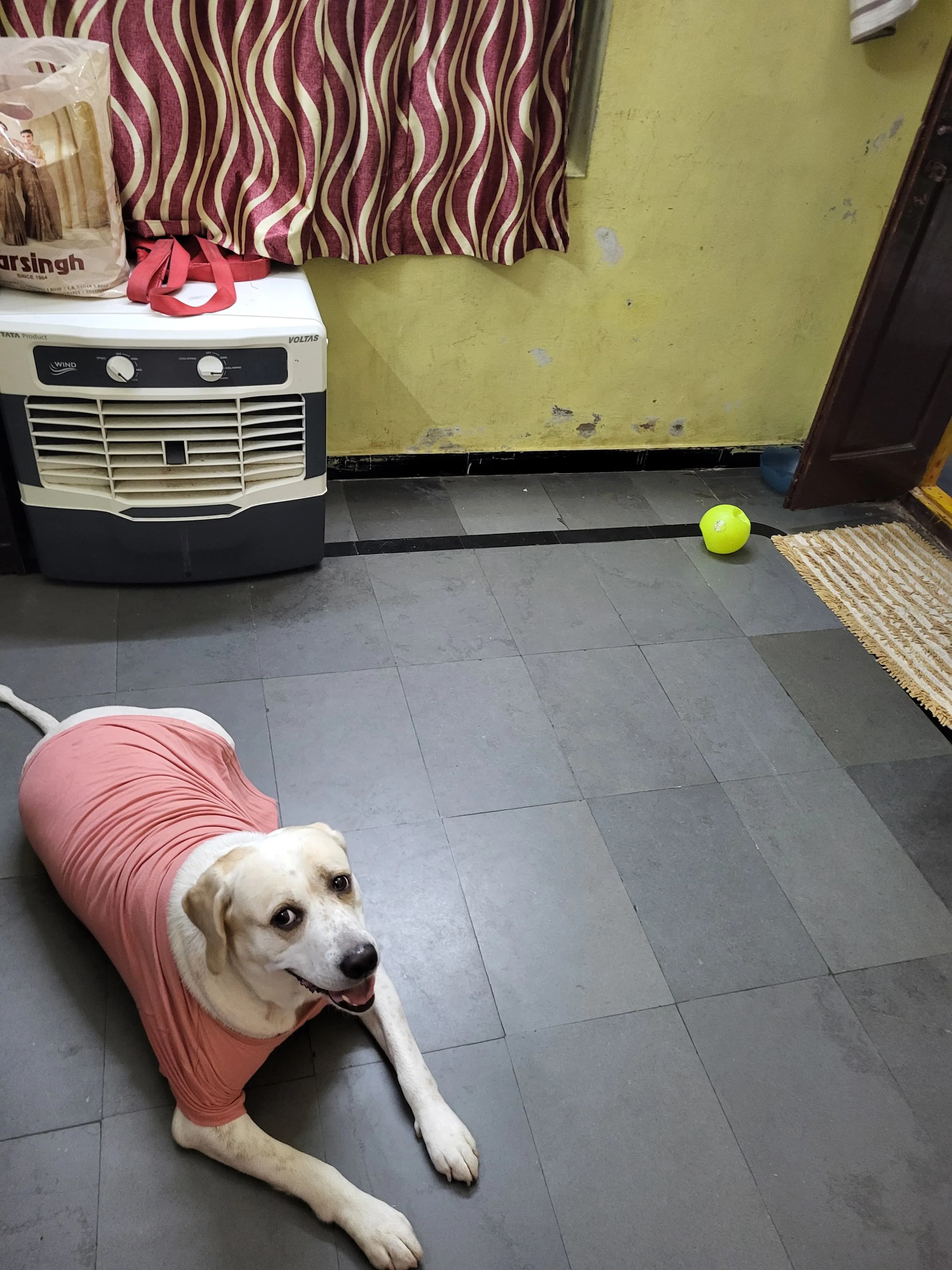 Dog care service - image_011