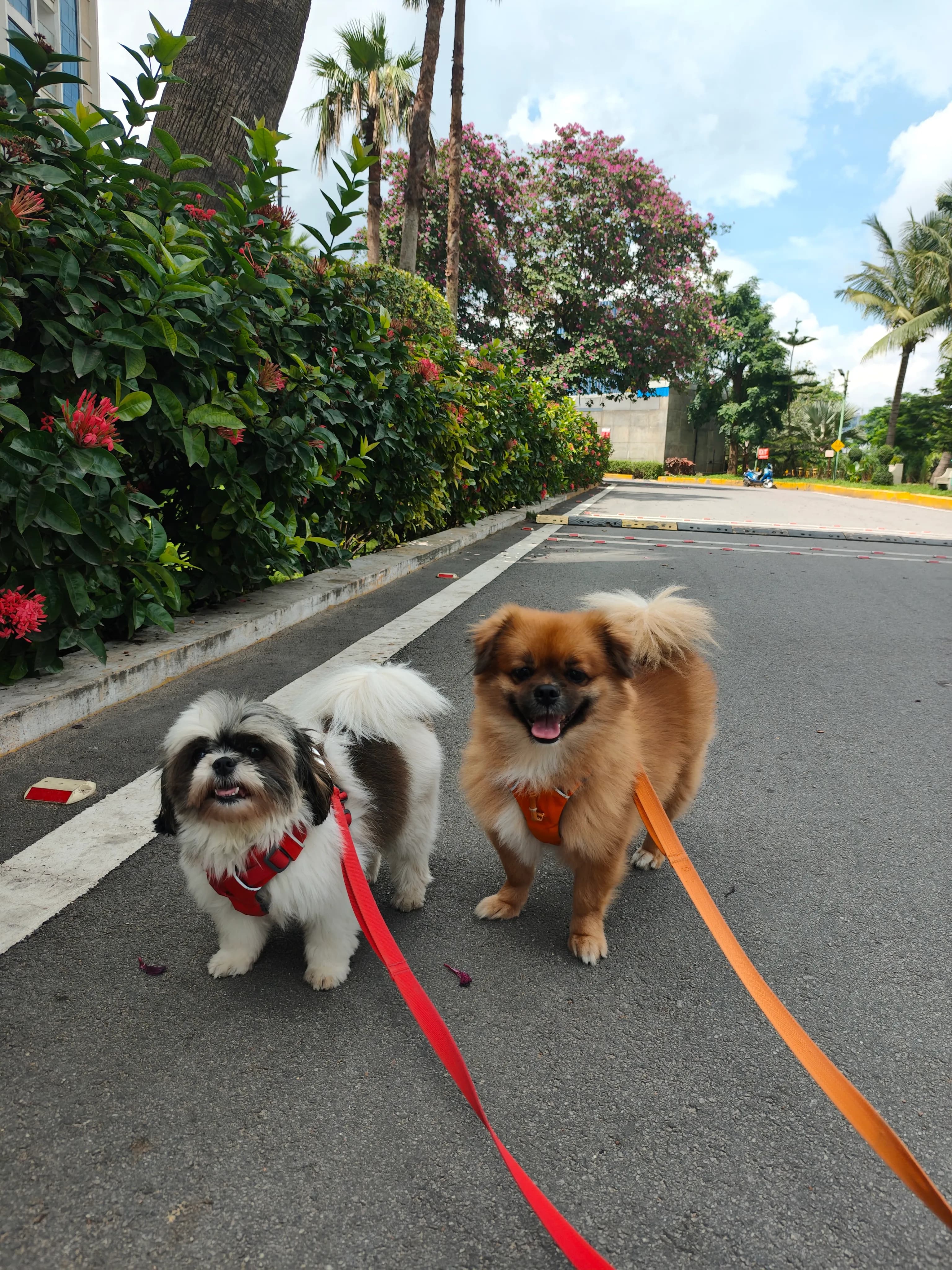 Dog care service - image_014