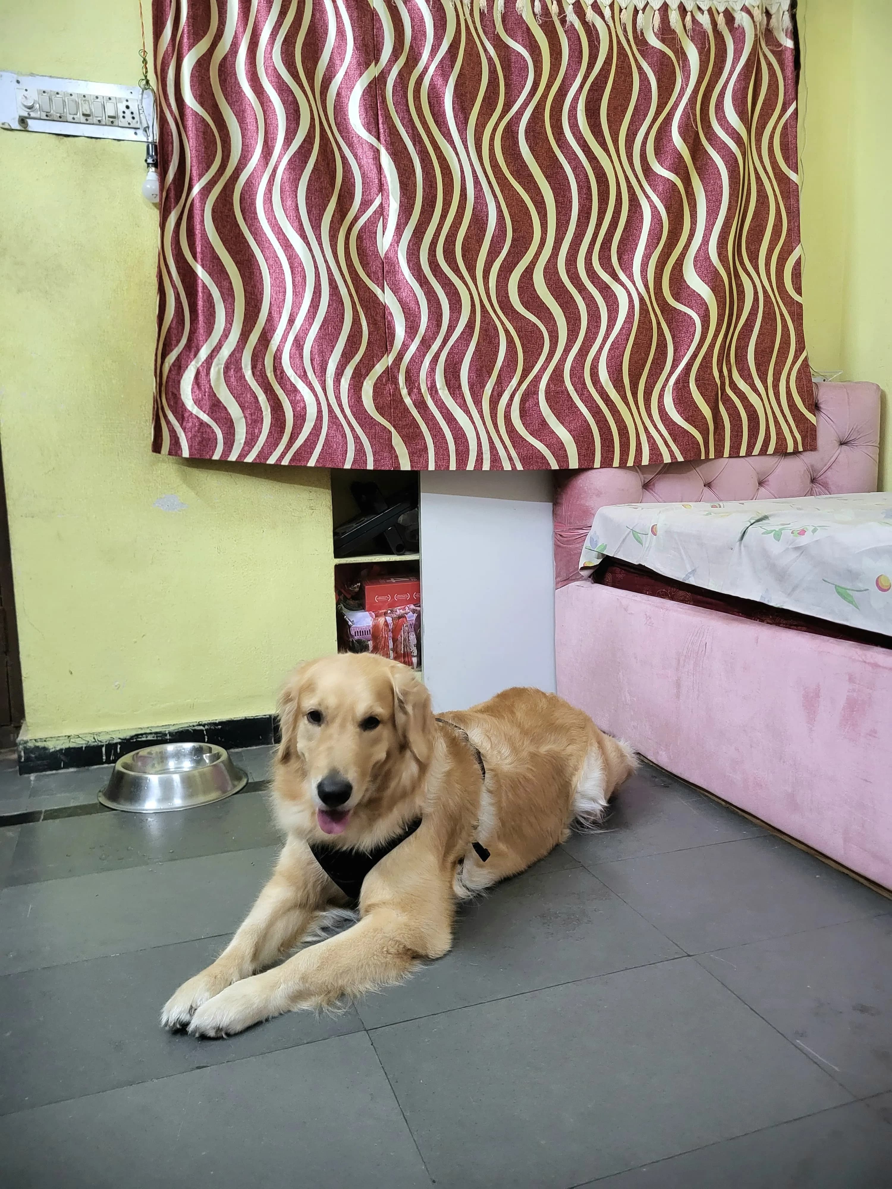 Dog care service - image_015