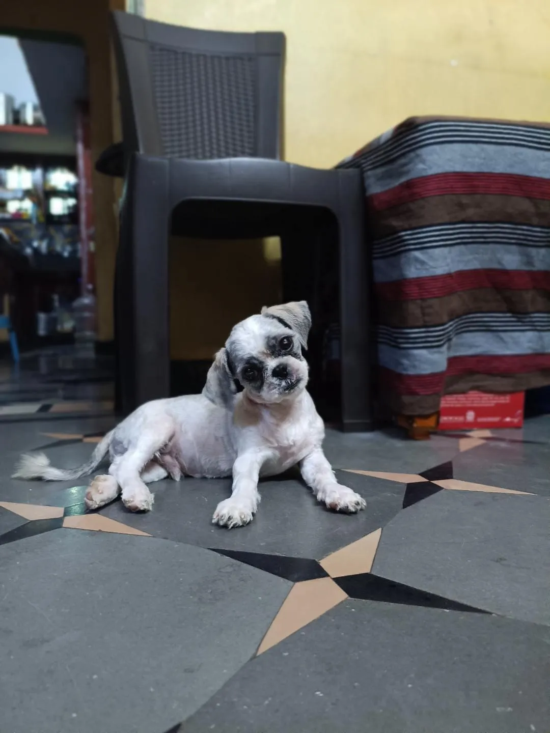 Dog care service - image_017