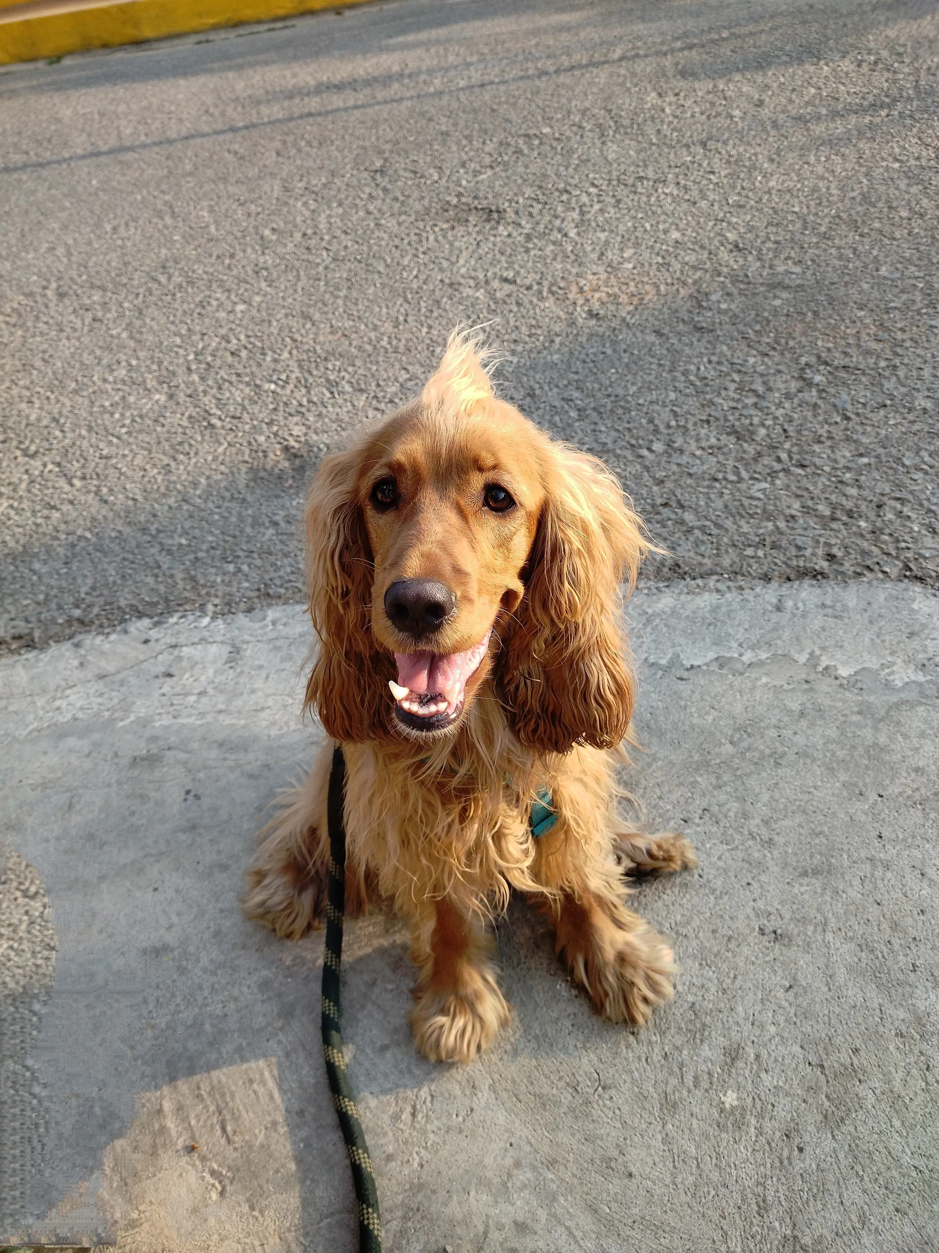 Dog care service - image_018