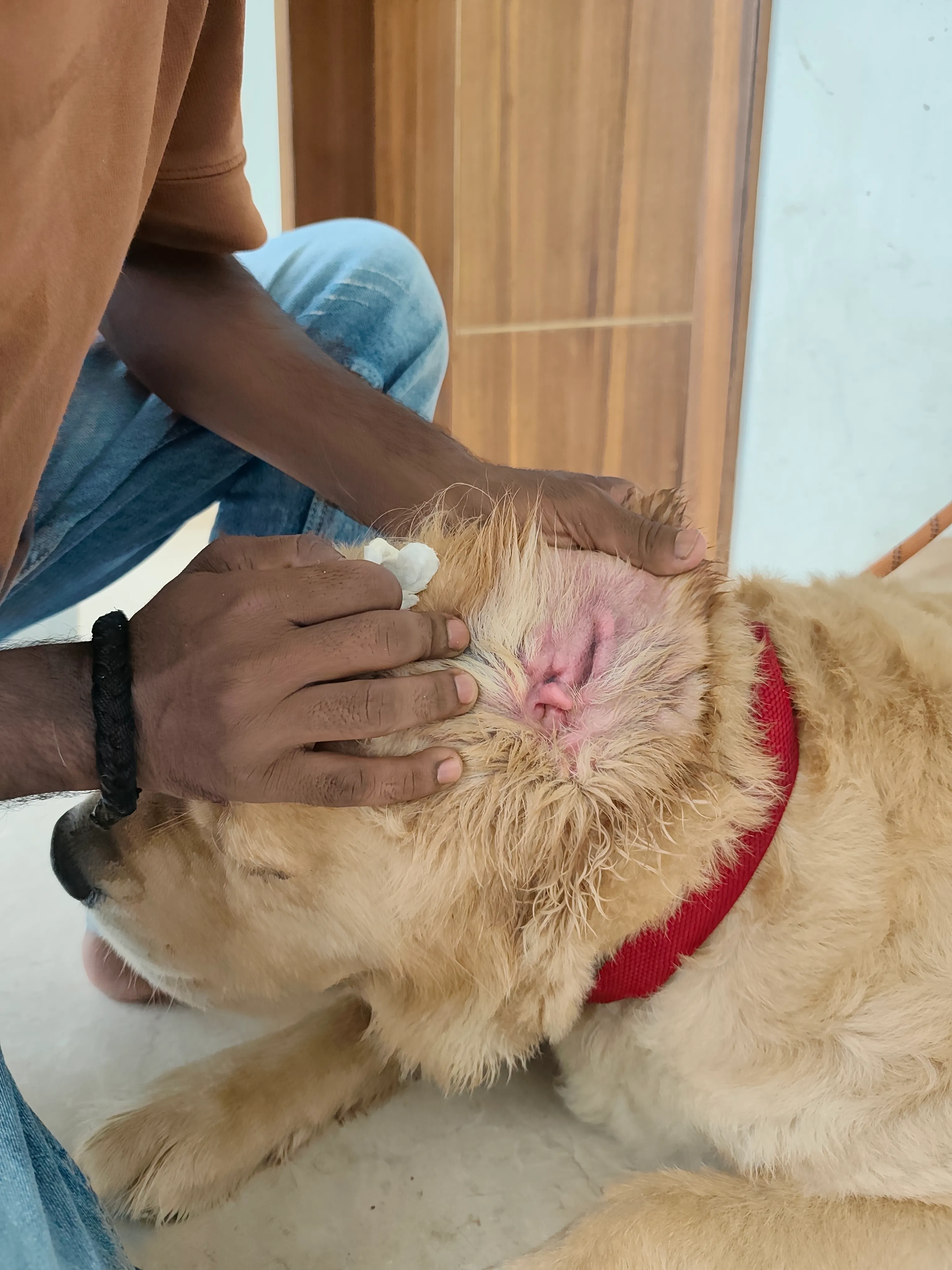 Dog care service - image_021