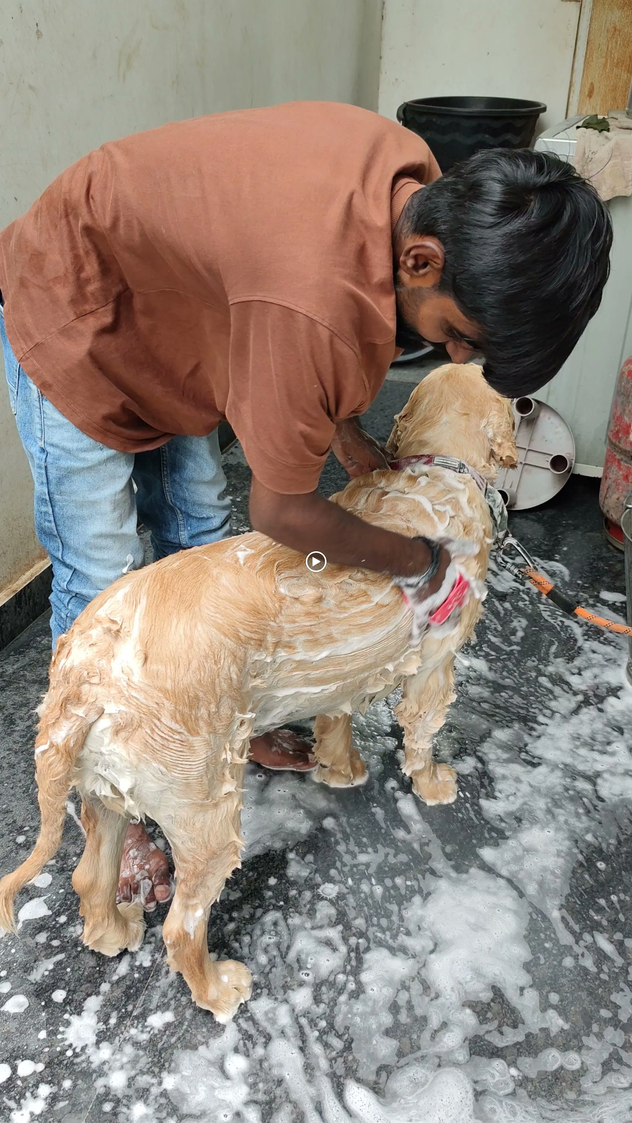 Dog care service - image_024