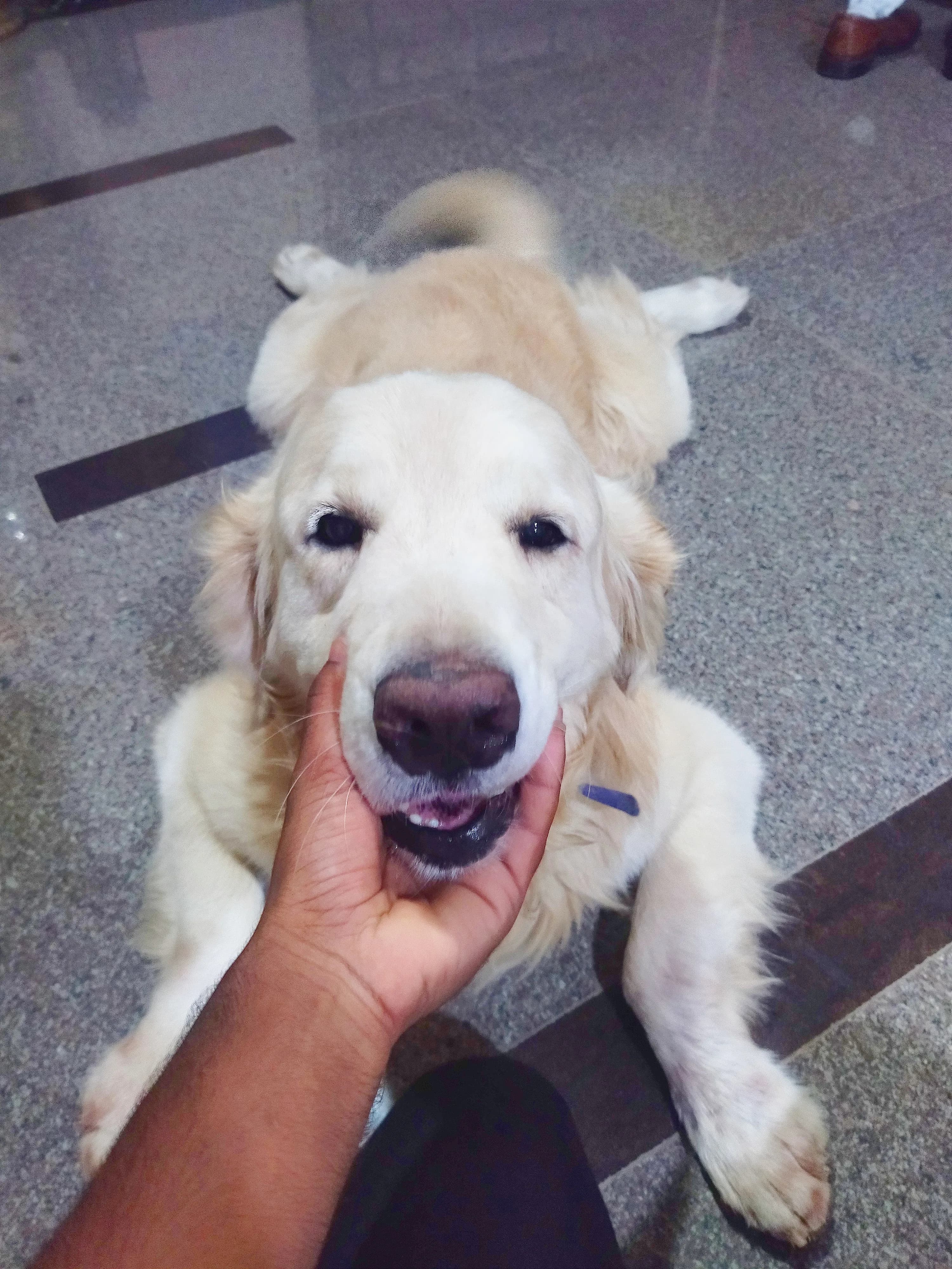Dog care service - image_026