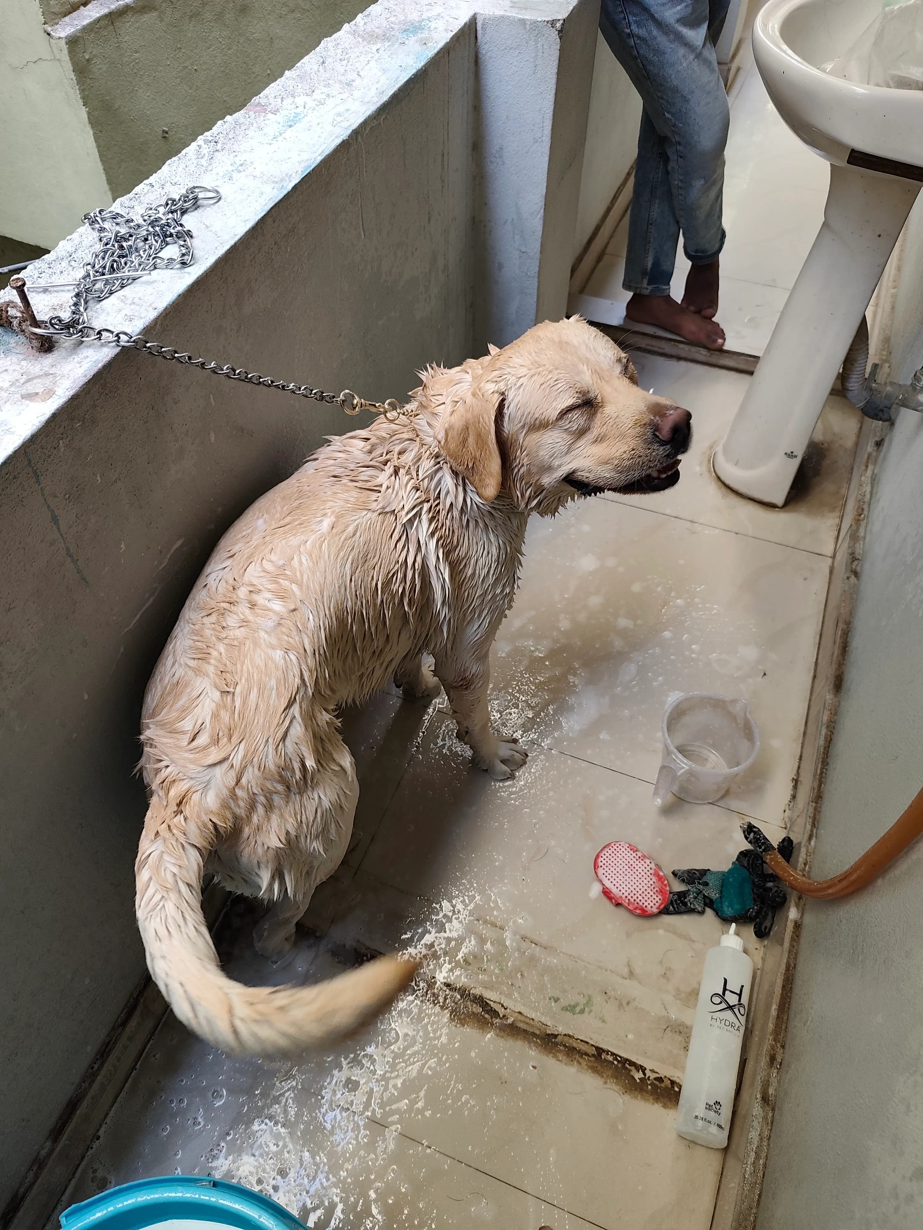 Dog care service - image_029