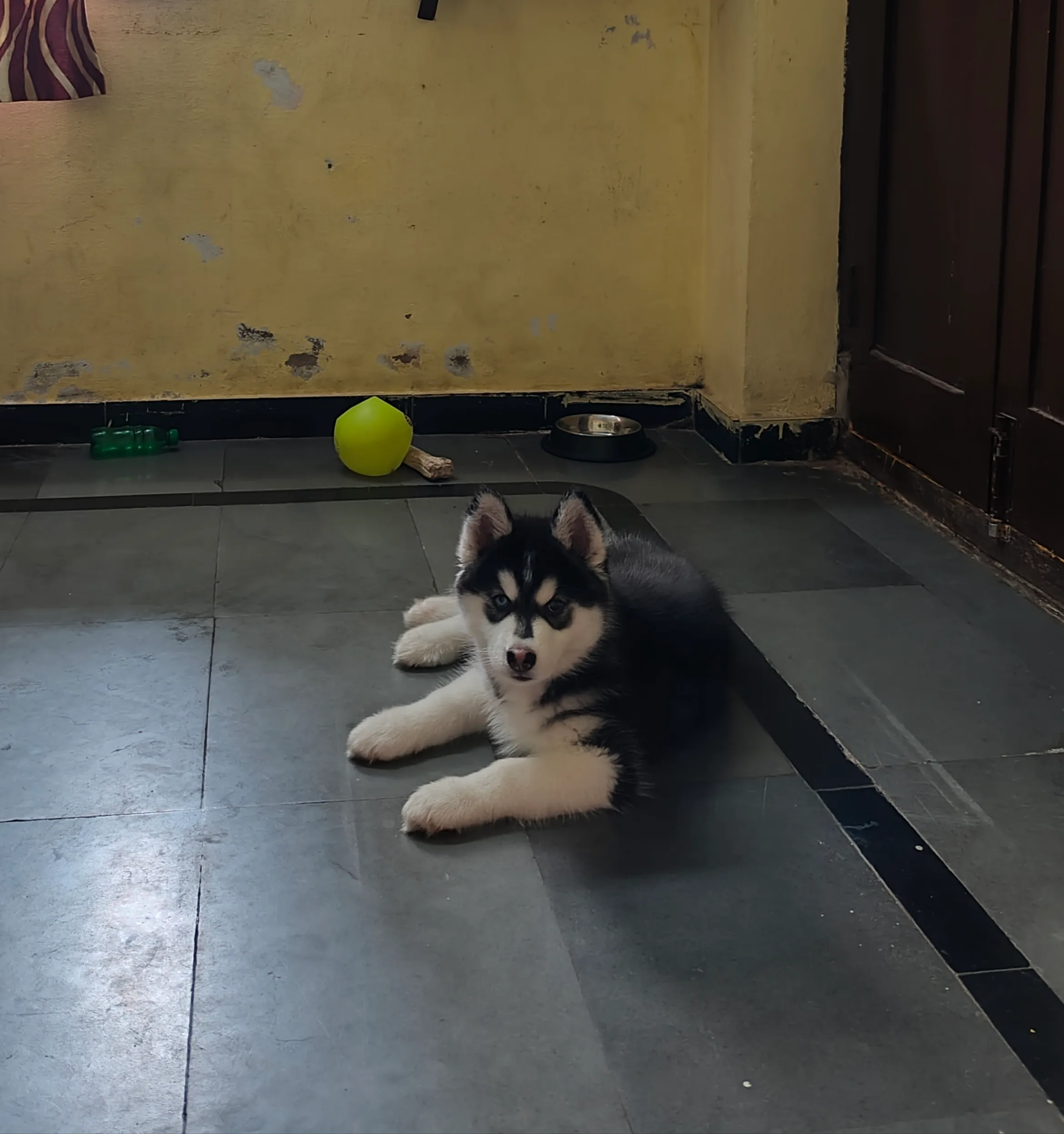 Dog care service - image_030