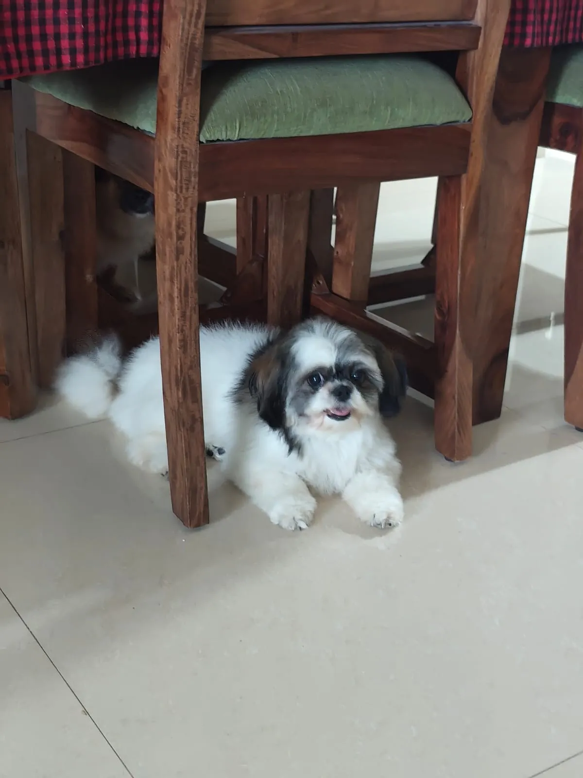 Dog care service - image_031