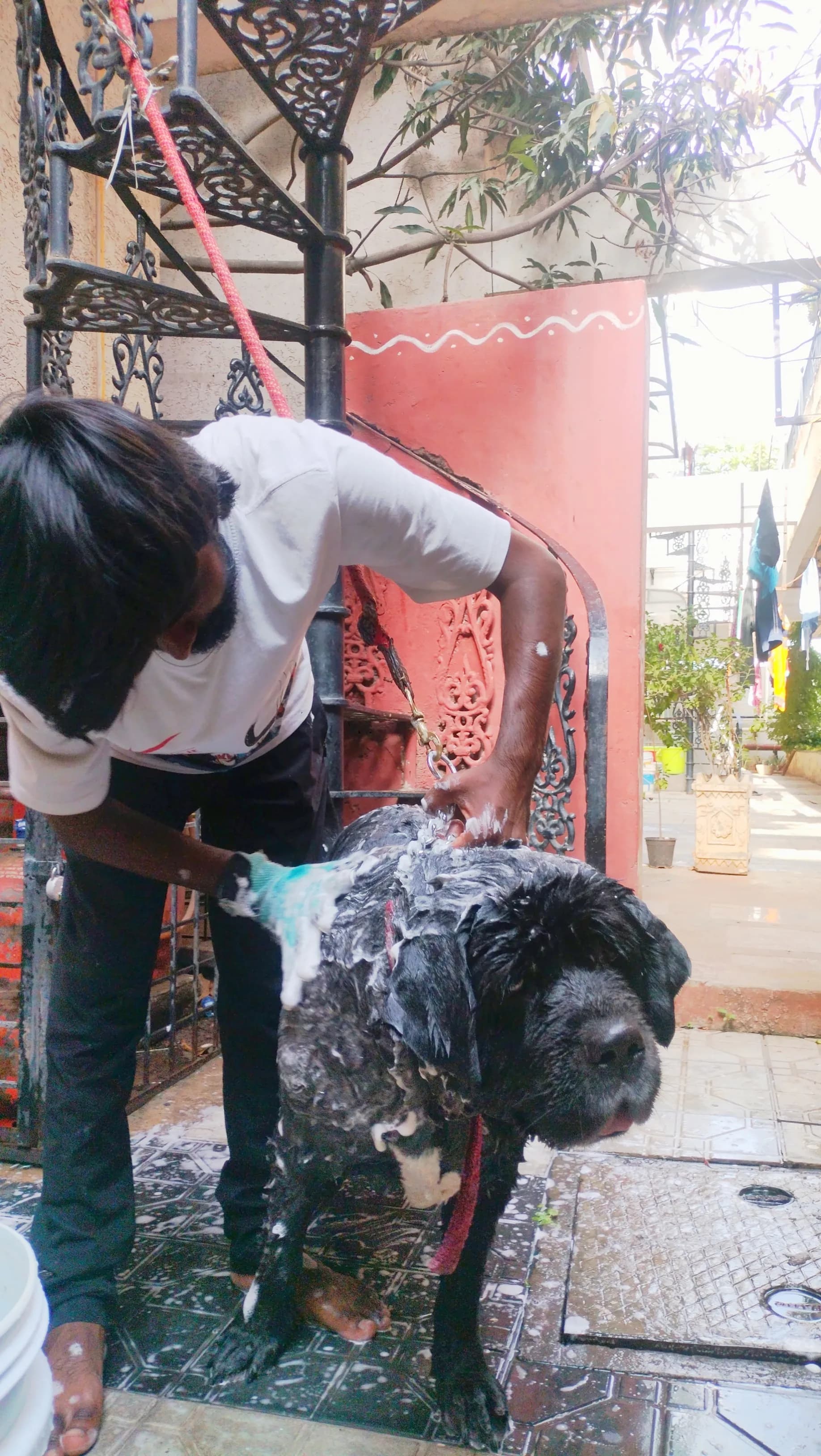 Dog care service - image_032