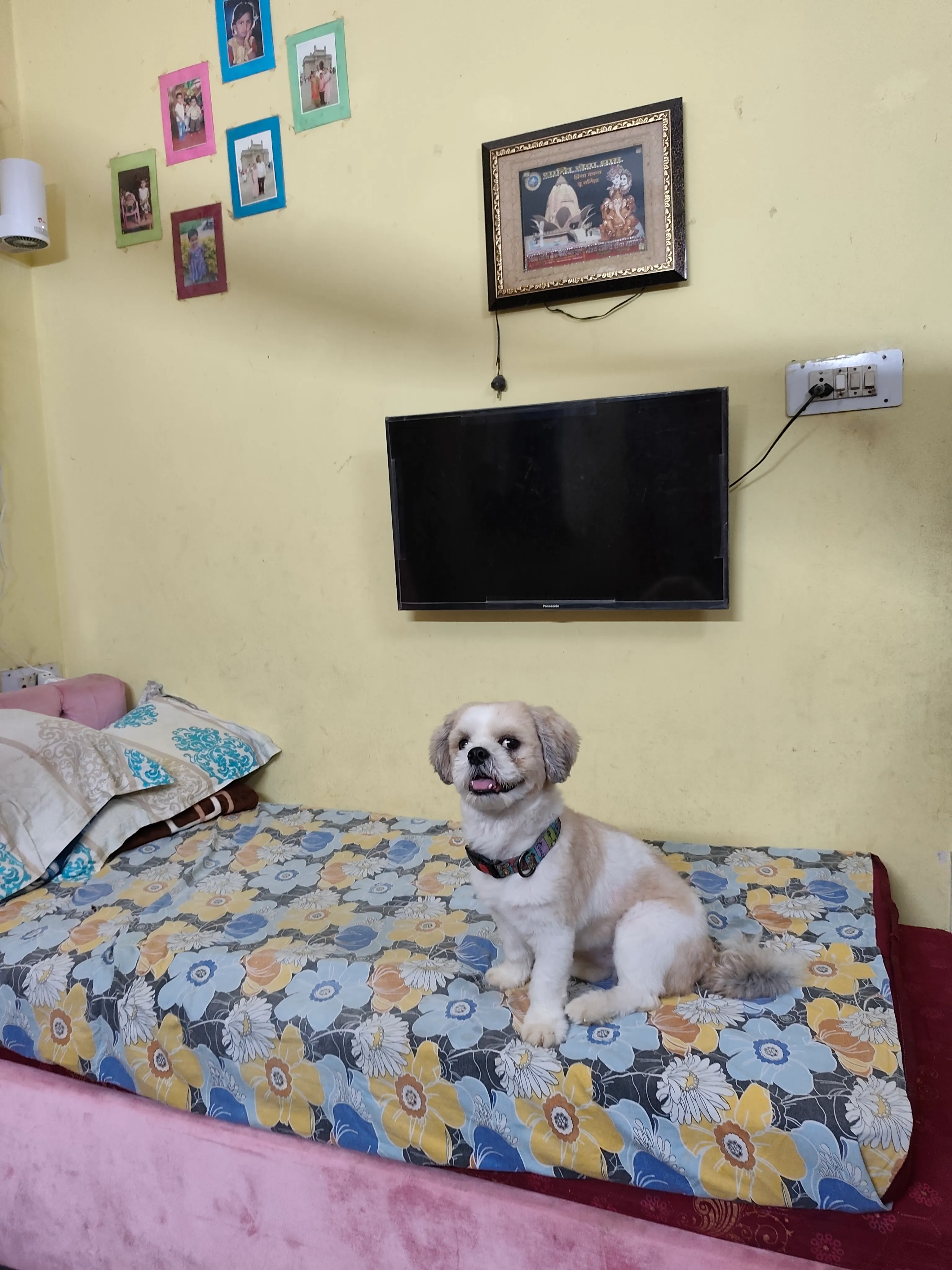 Dog care service - image_033