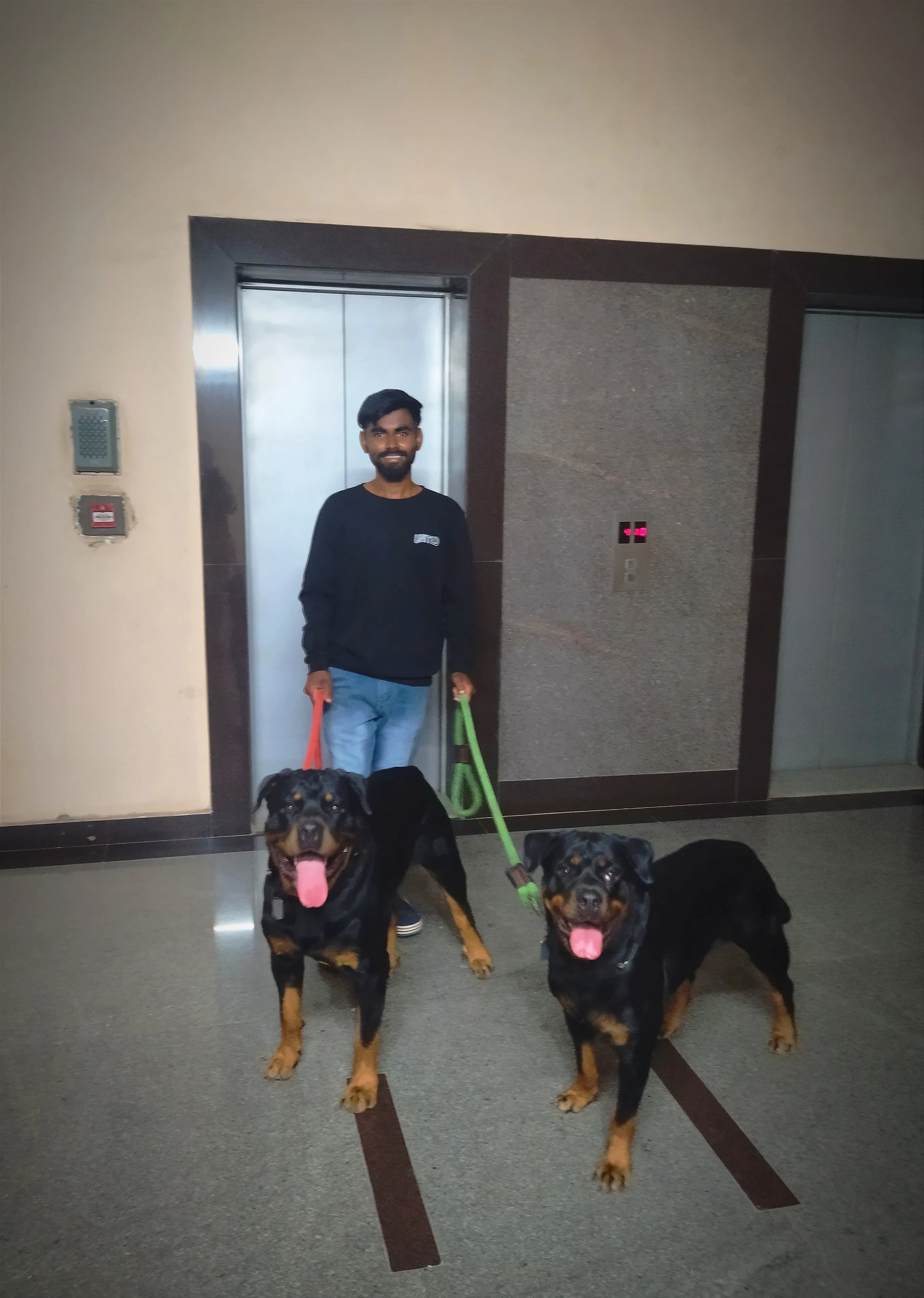 Dog care service - image_034