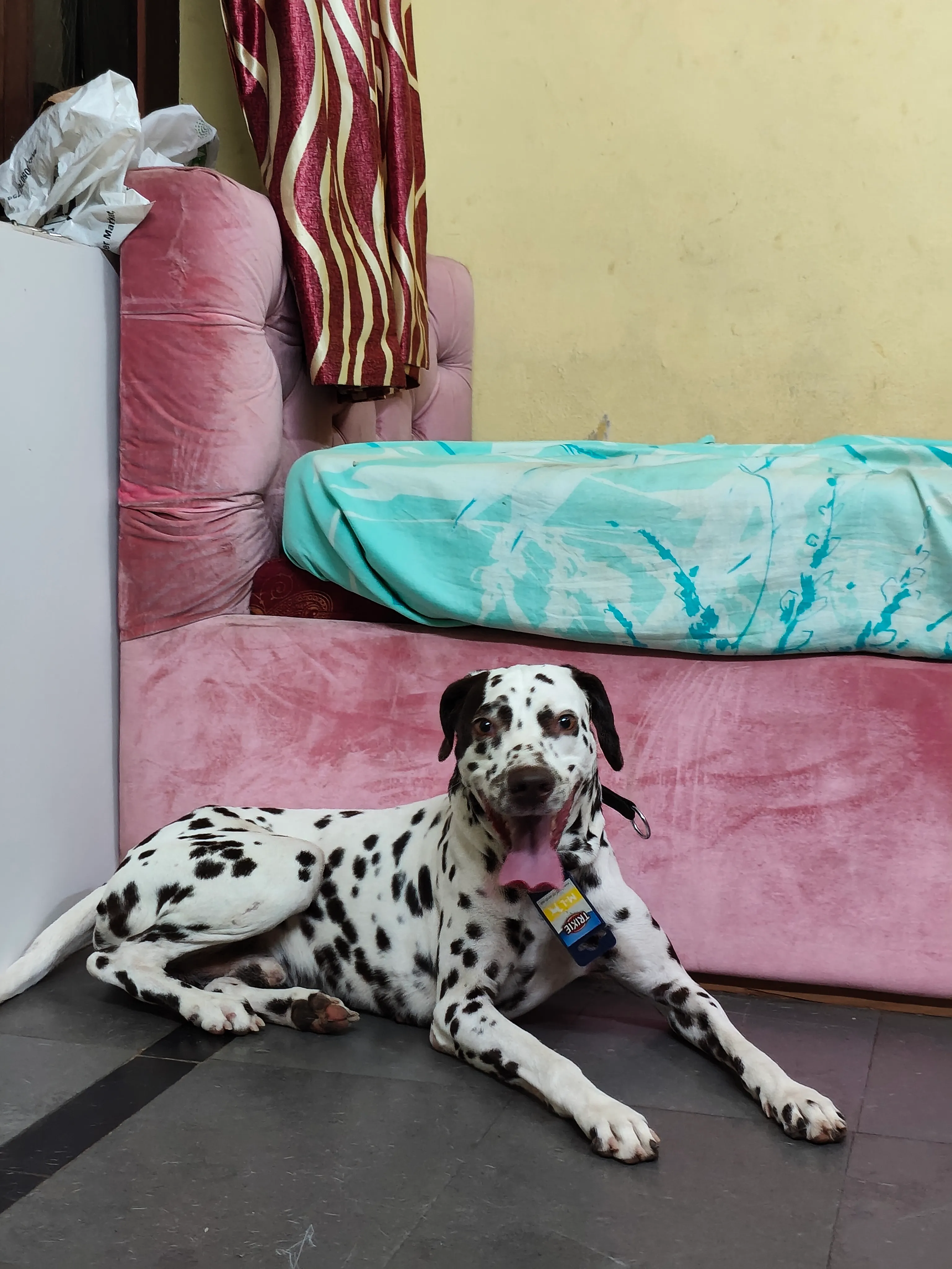 Dog care service - image_035