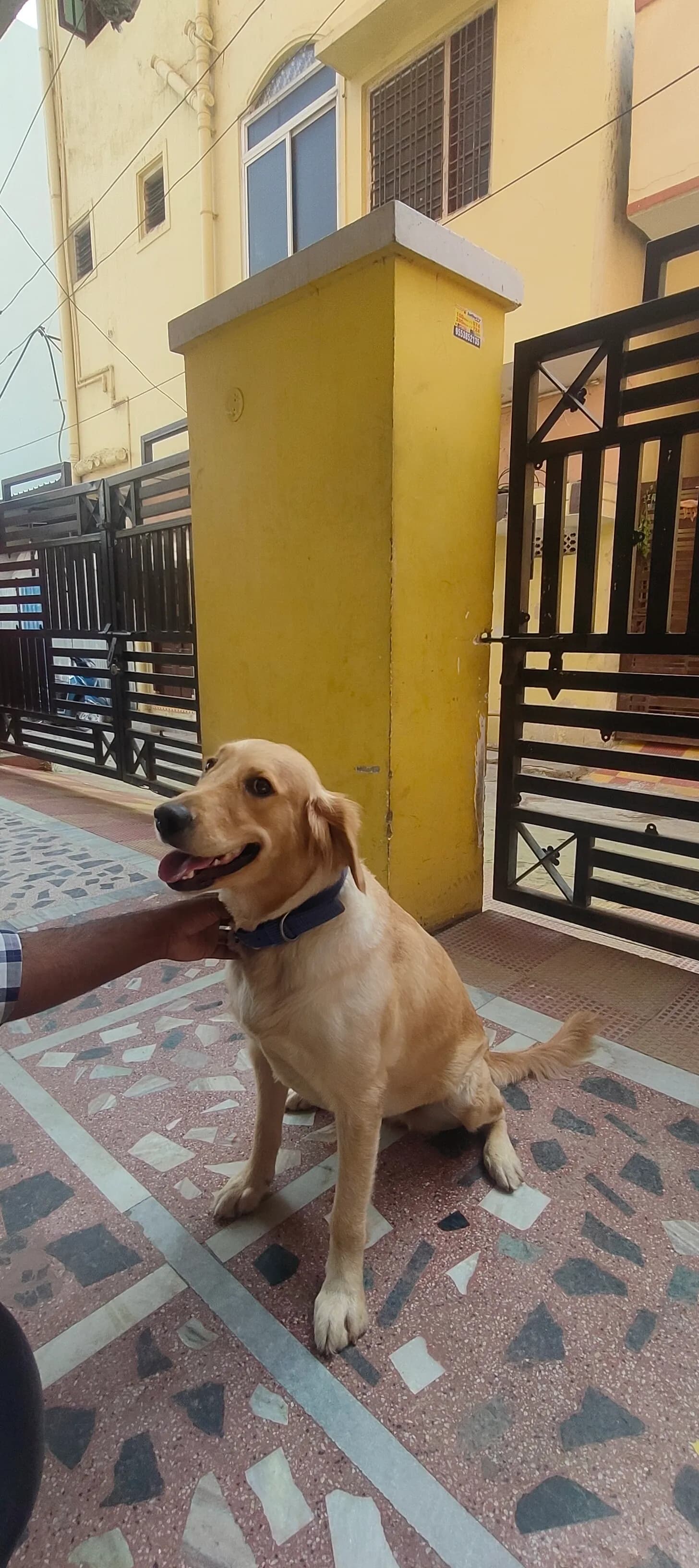 Dog care service - image_036
