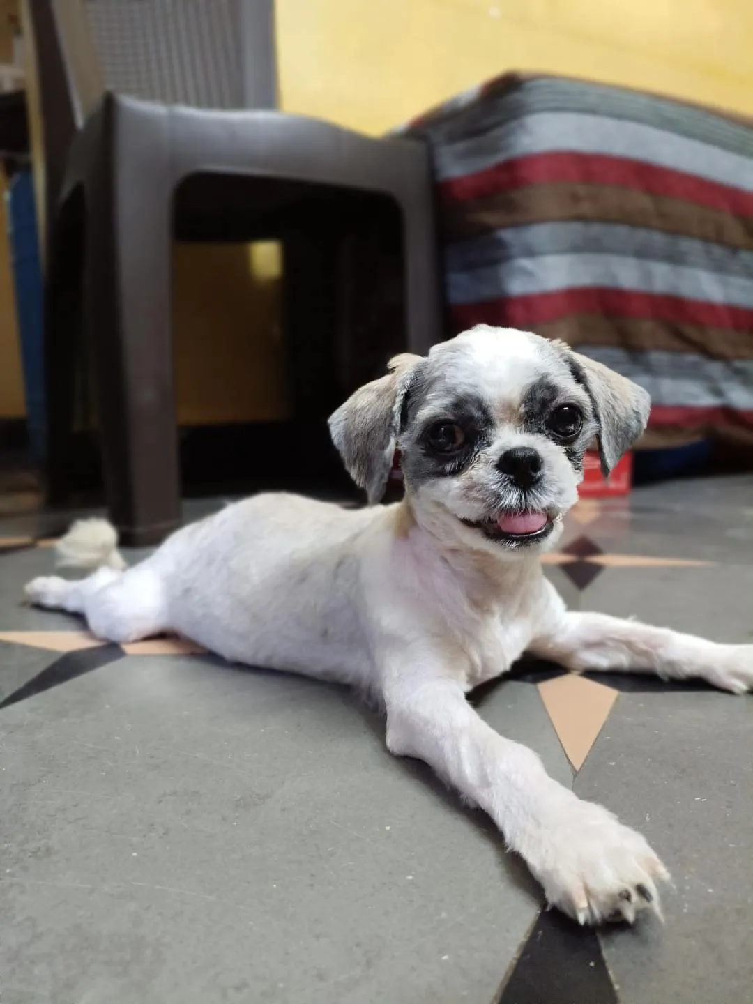 Dog care service - image_037