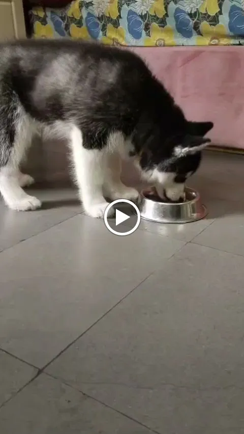 Dog care service - image_039