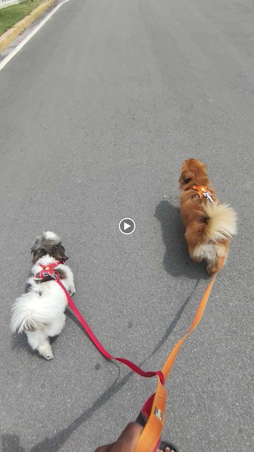 Dog care service - image_041