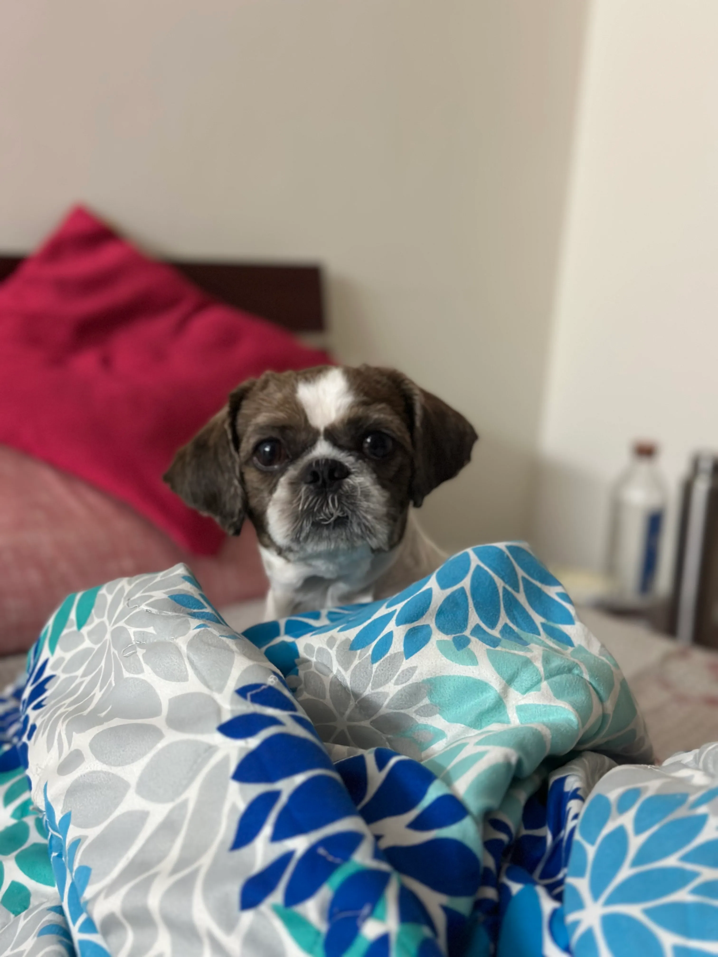 Dog care service - image_042