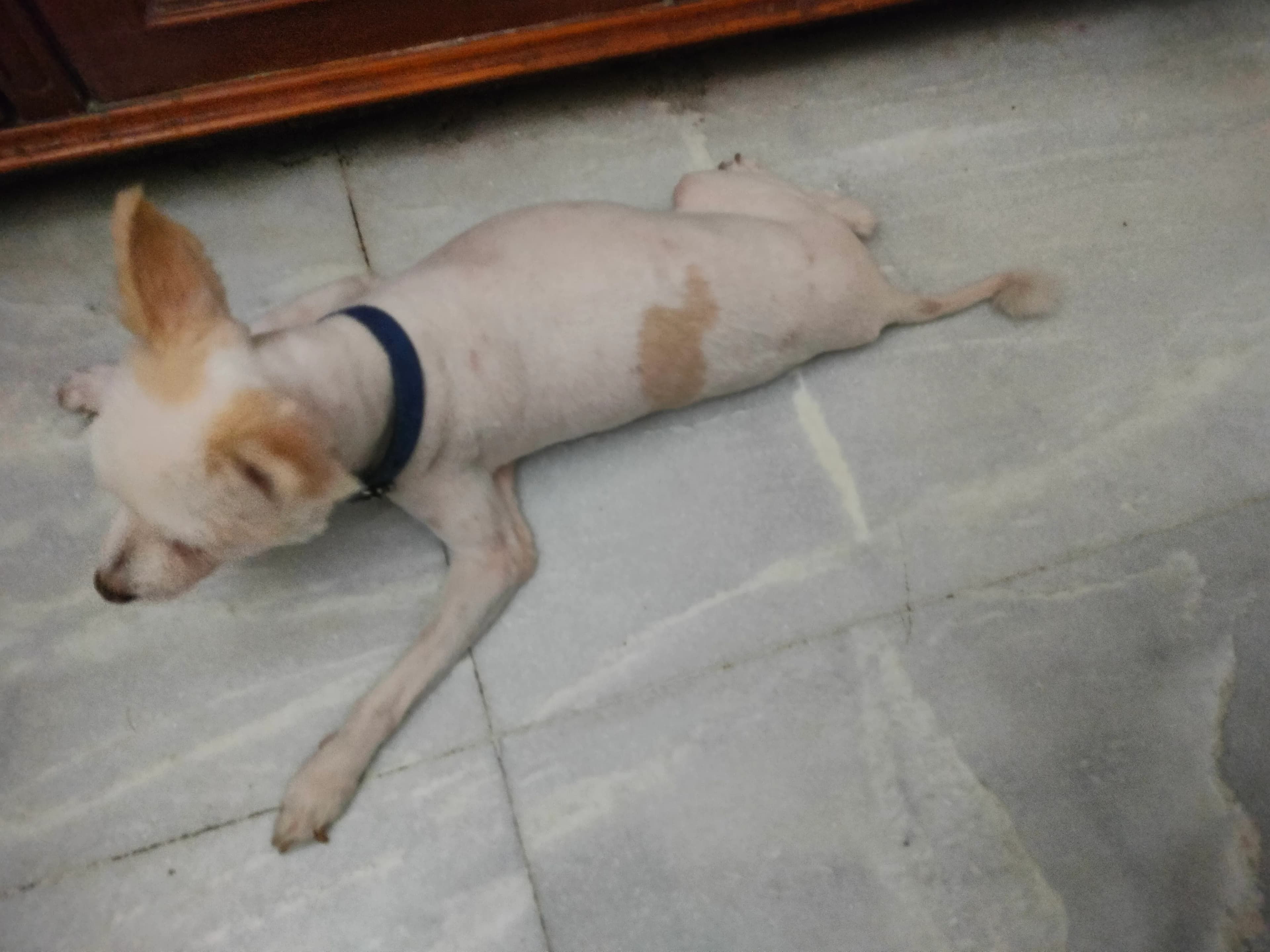 Dog care service - image_043