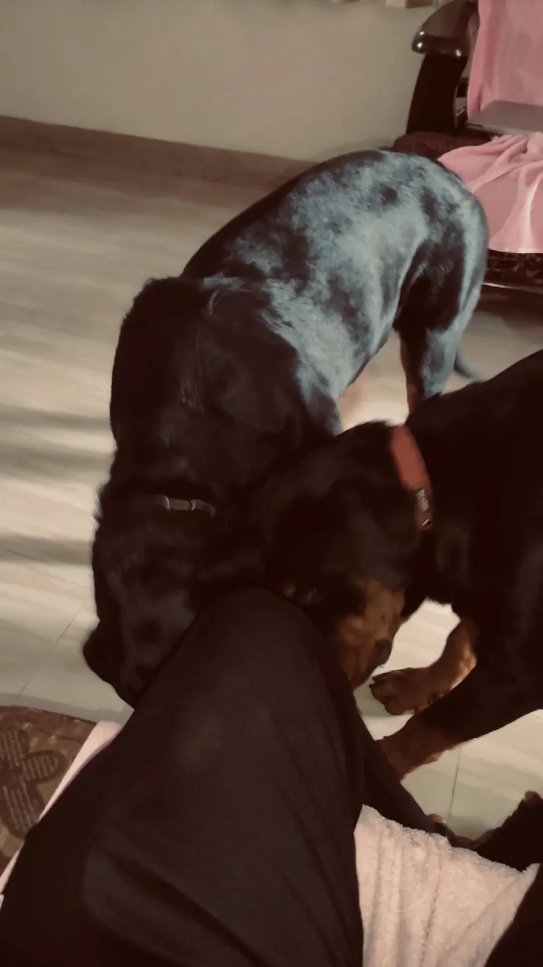 Dog care service - image_044
