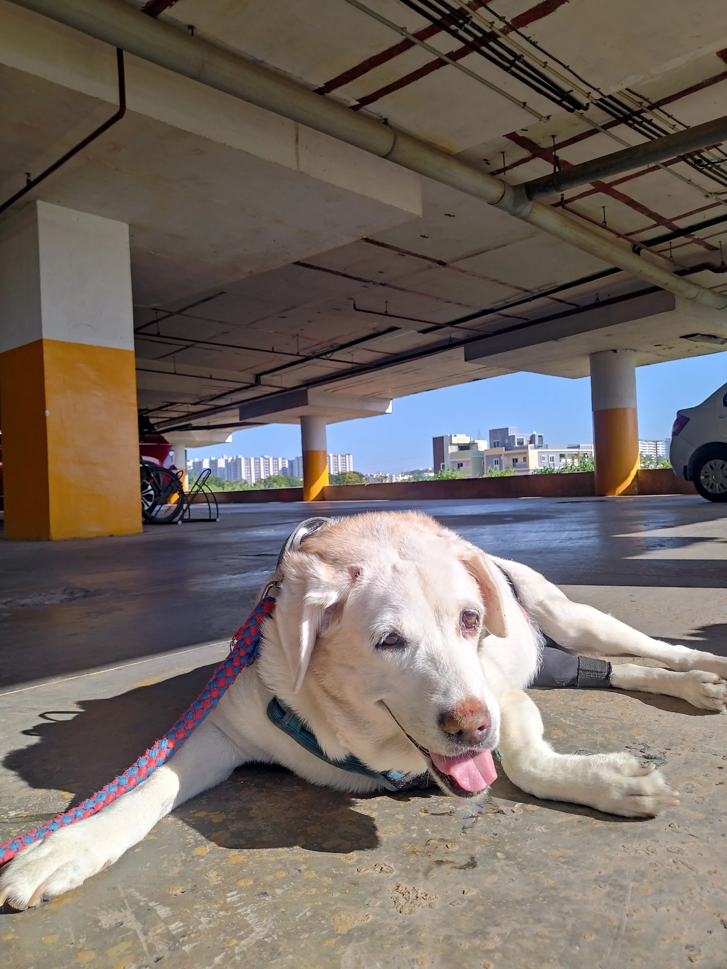 Dog care service - image_045
