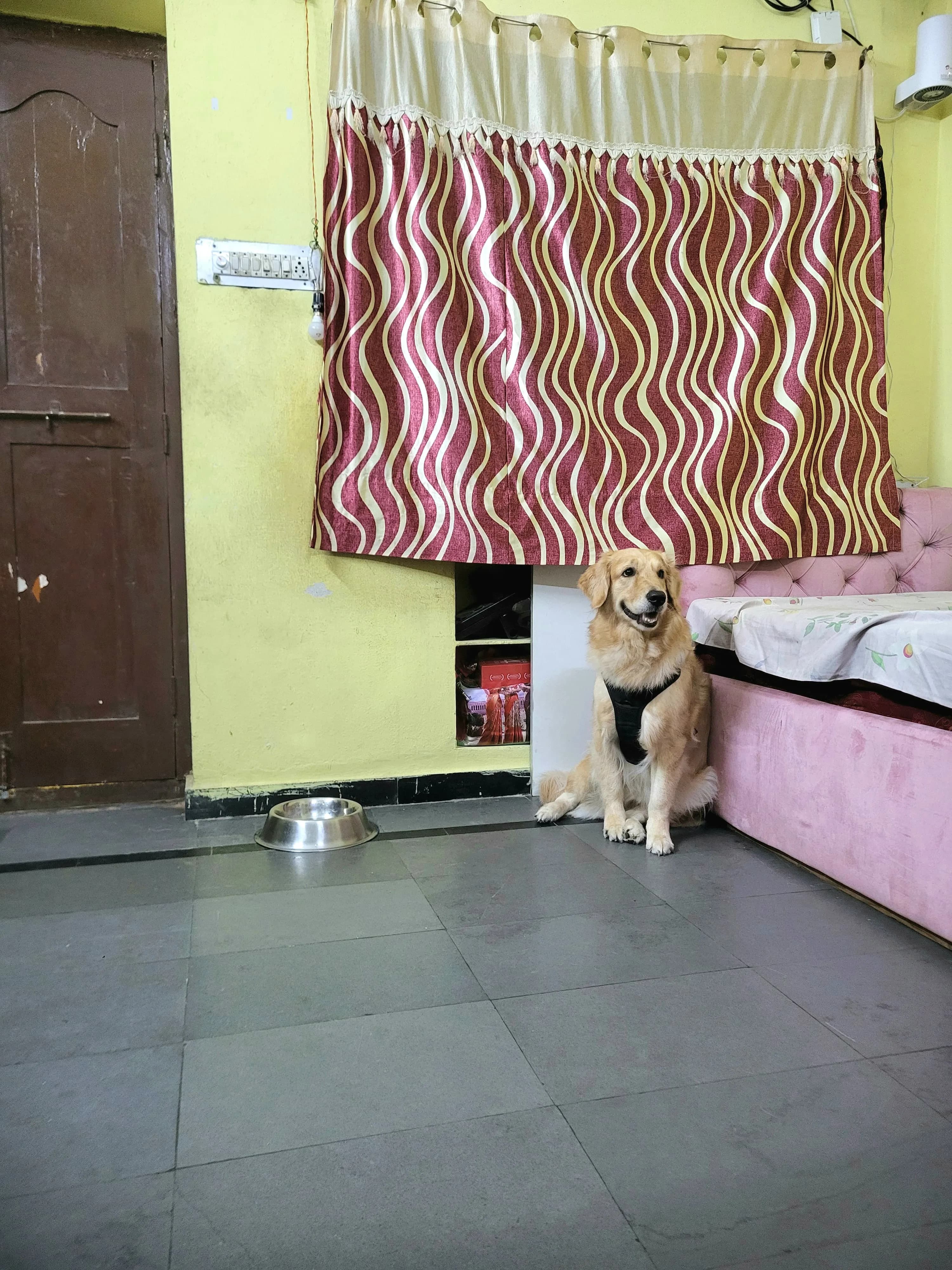 Dog care service - image_046