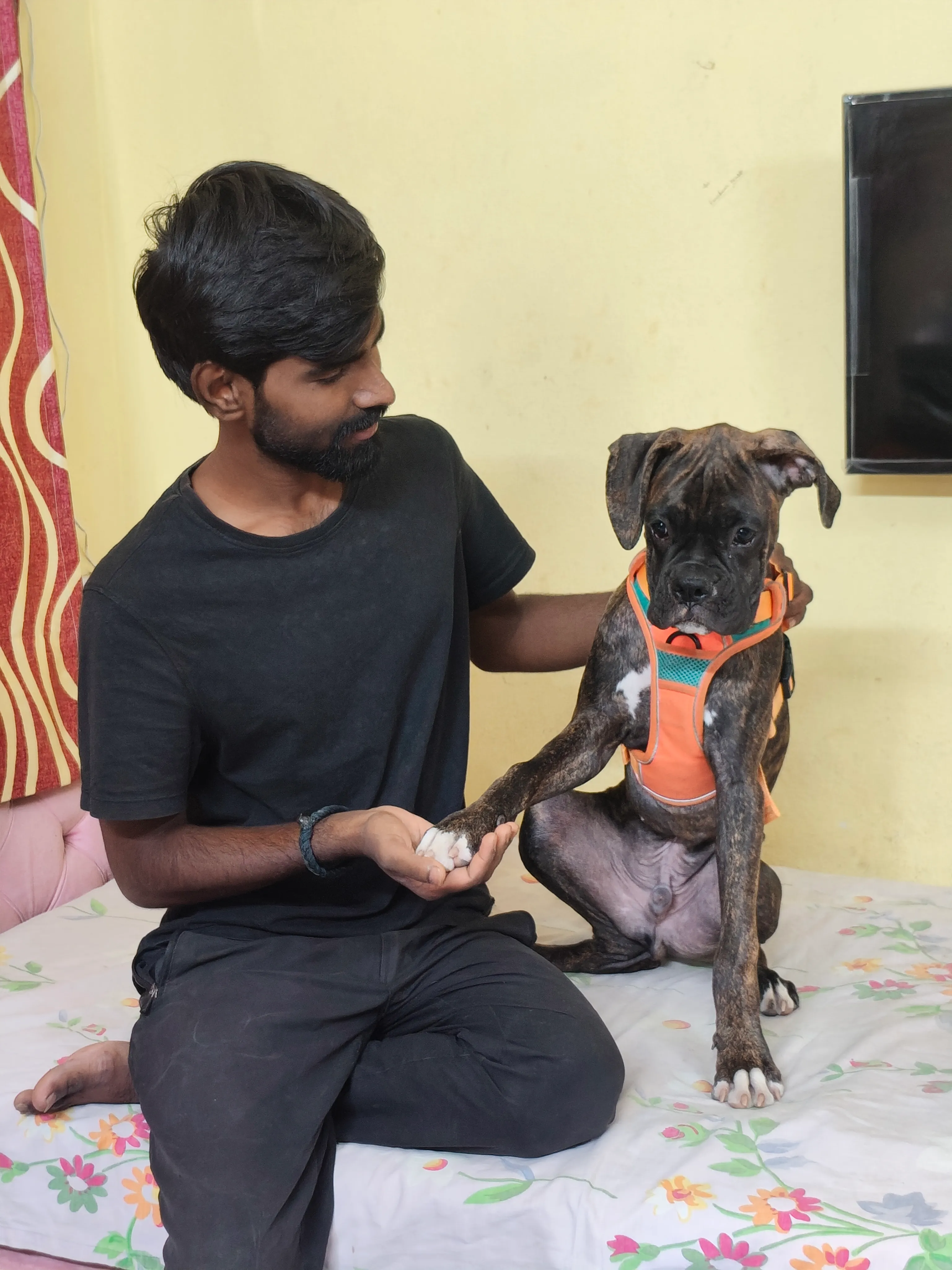 Dog care service - image_047