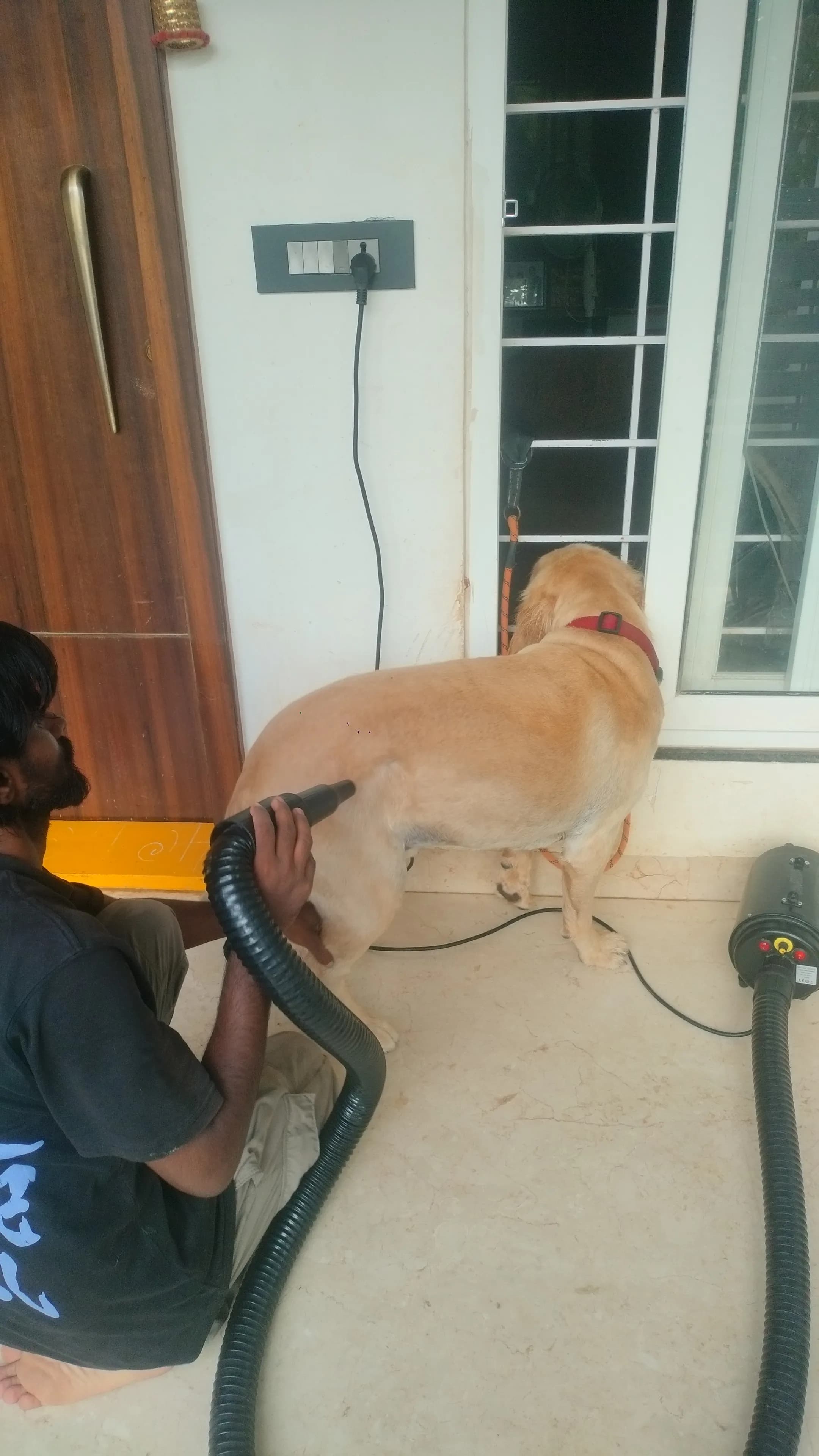 Dog care service - image_048
