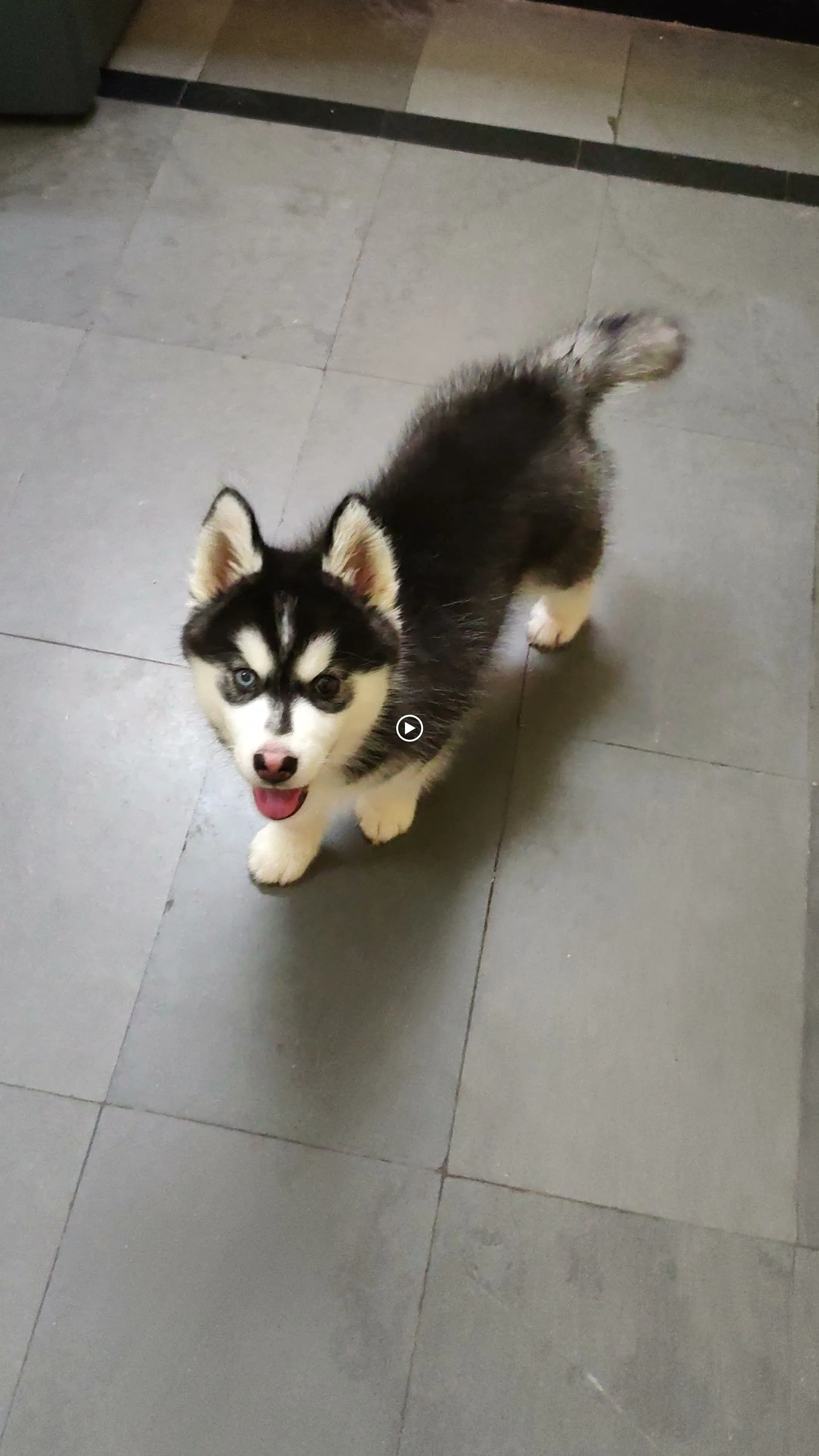 Dog care service - image_049