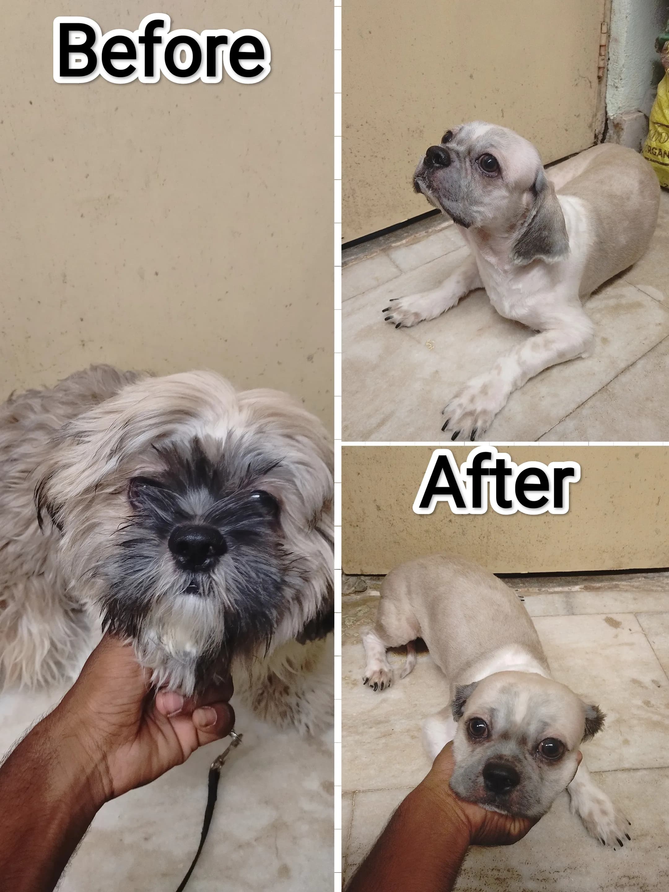 Dog care service - image_050