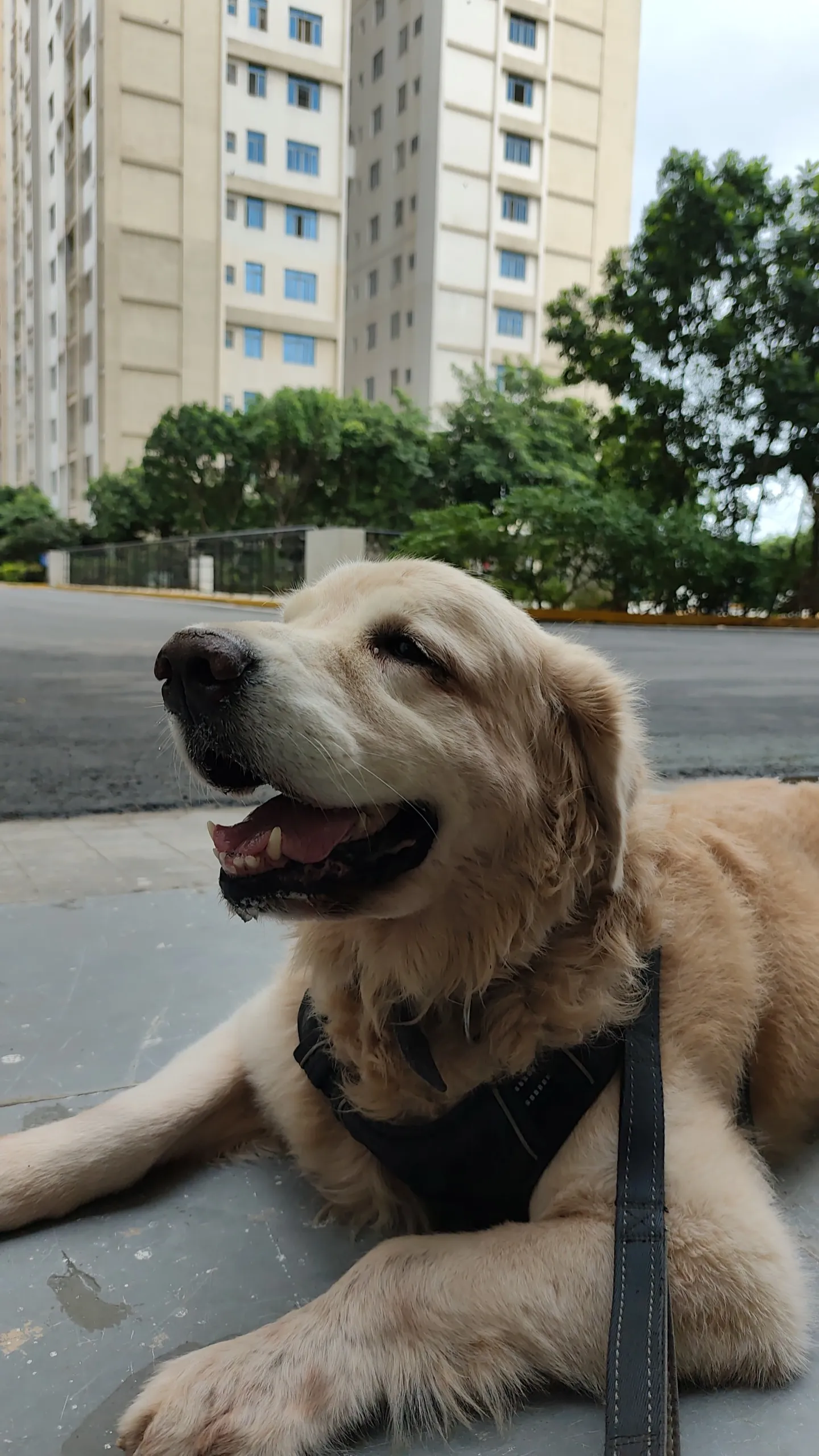 Dog care service - image_051