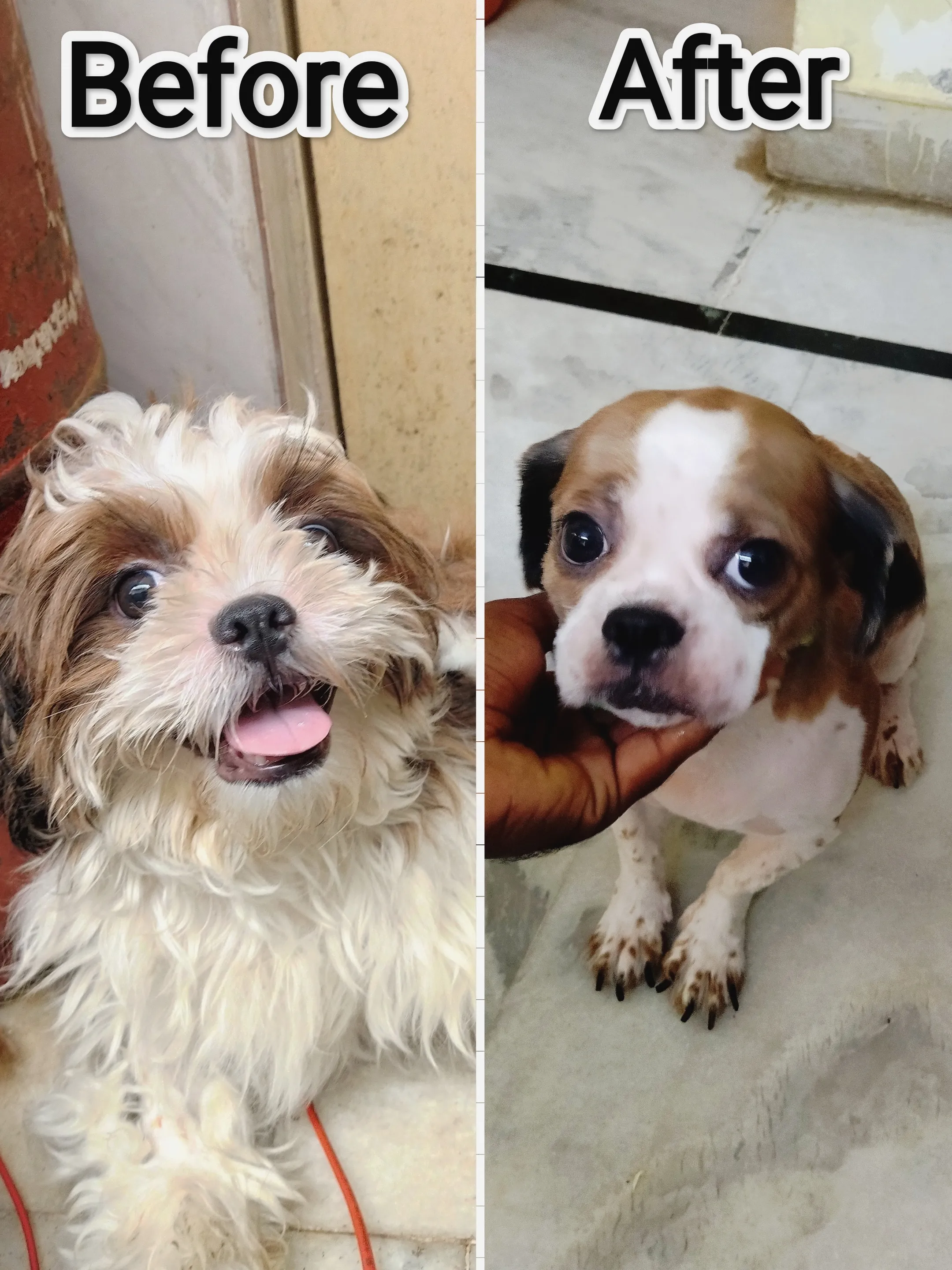 Dog care service - image_052