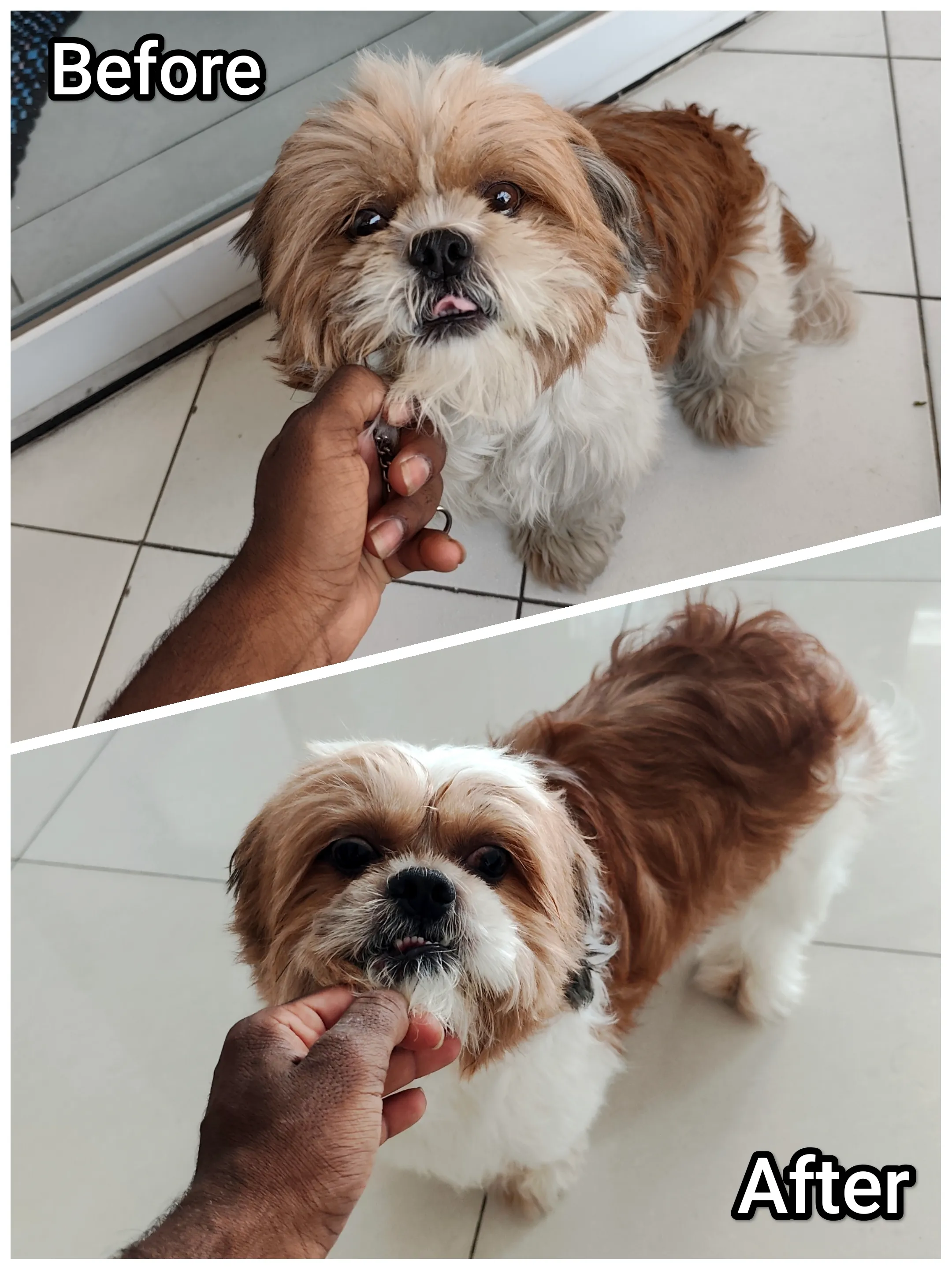 Dog care service - image_053