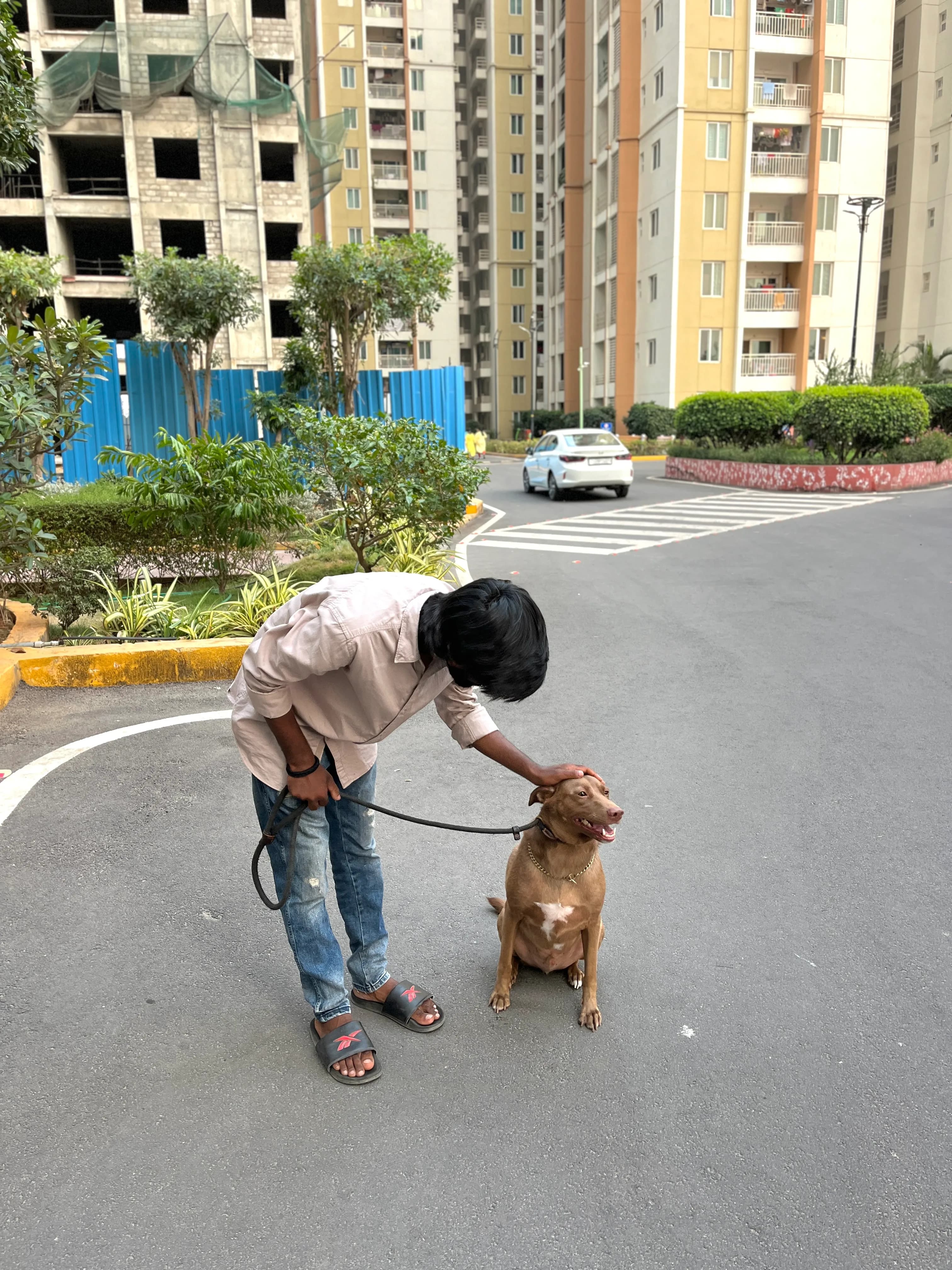 Dog care service - image_062