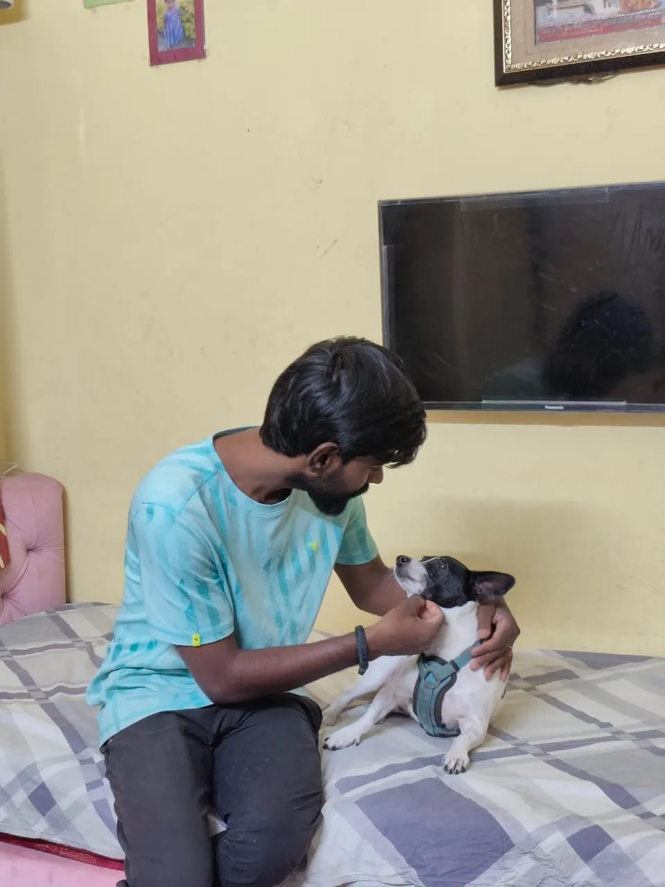 Dog care service - image_064