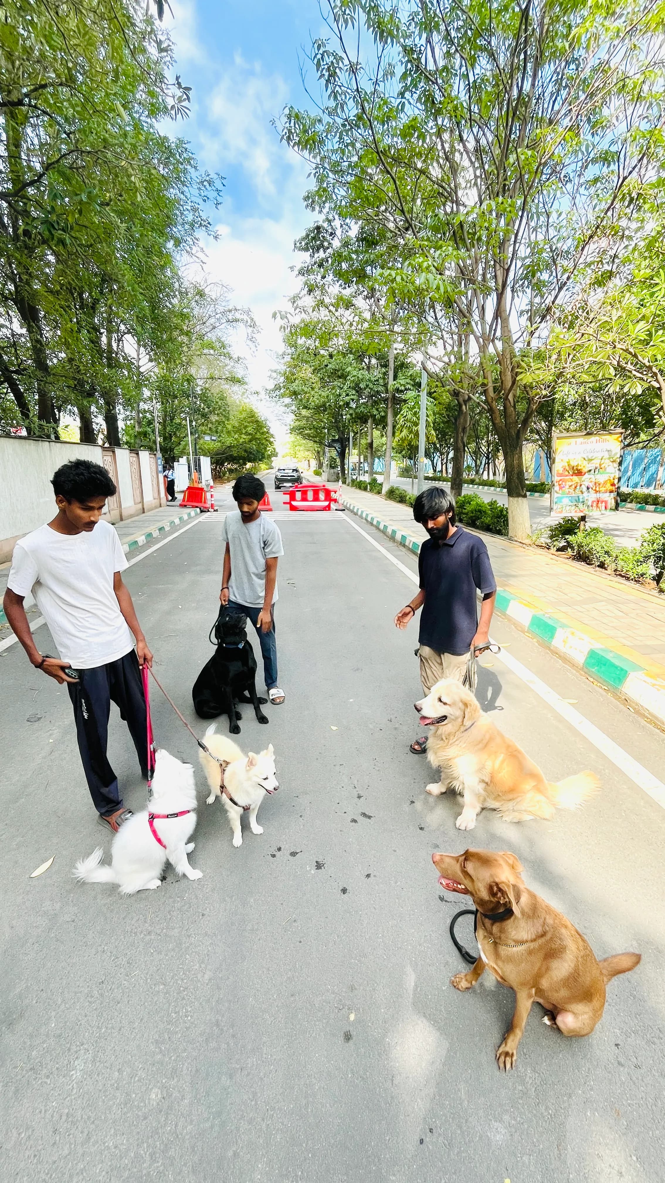 Dog care service - image_065