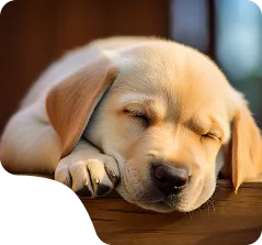 Dog sleeping